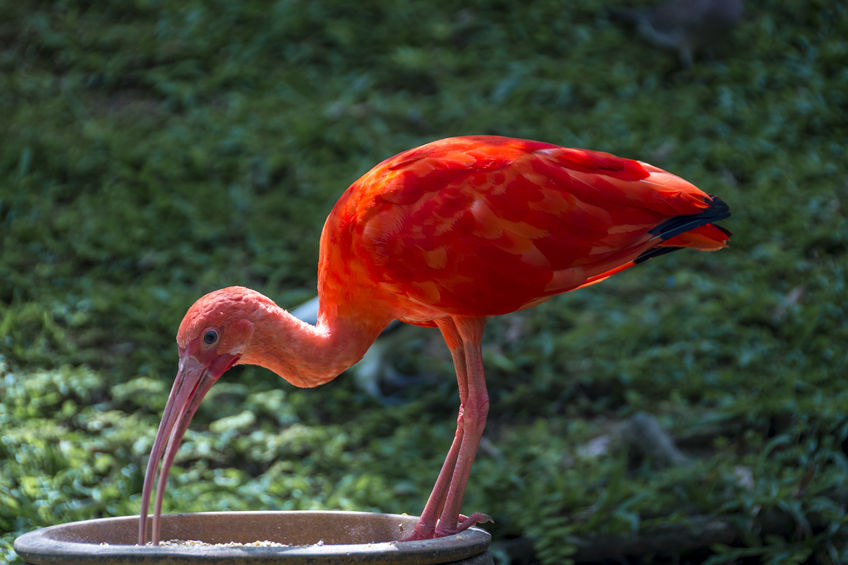 ibis-escarlata-finca-casarejo